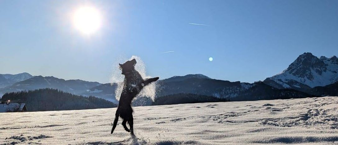 Ein Hund springt fröhlich in einem schneebedeckten Feld unter einem strahlenden Sonnenschein, mit Bergen im Hintergrund.