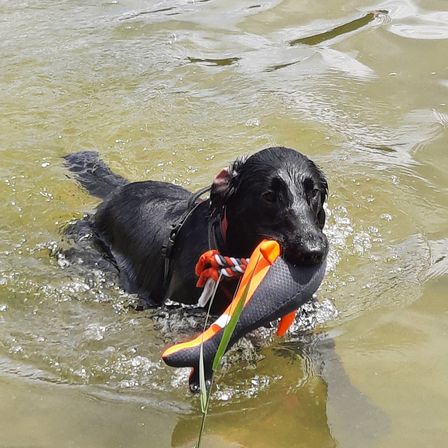 Ein schwarzer Hund schwimmt in einem See und hält ein farbenfrohes Objekt im Maul.