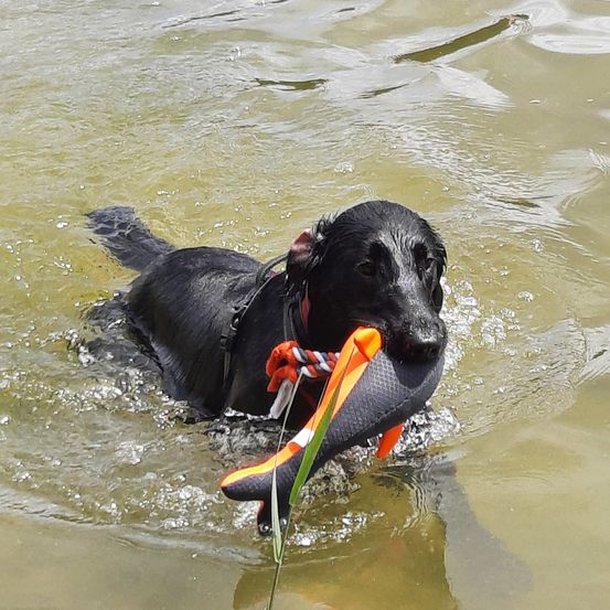 Ein schwarzer Hund schwimmt in einem See und hält ein farbenfrohes Objekt im Maul.