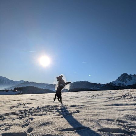 Ein Hund springt auf einem verschneiten Berg unter einer strahlenden Sonne mit klarem blauem Himmel.