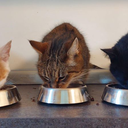 Drei Katzen essen von Schüsseln auf einem Tresen. Die Katze in der Mitte frisst aus einer Schüssel mit einem Etikett für Royal Canin.