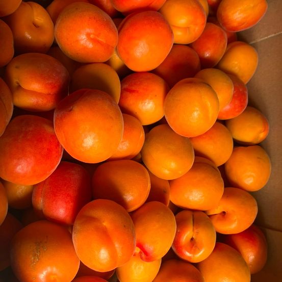 Eine Nahaufnahme eines Haufens frischer Aprikosen, die ihre leuchtend orangefarbene Farbe und leicht flauschige Haut zeigen. Die Aprikosen sind in einer Schachtel angeordnet, was darauf hindeutet, dass sie möglicherweise zum Verkauf bereit sind.