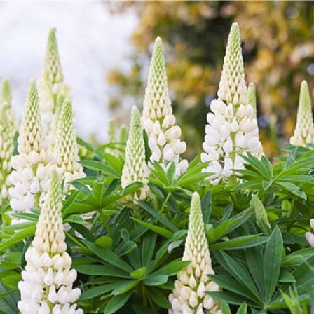 Nahaufnahme einer Gruppe weißer Lupinenblüten mit grünen Blättern und einem unscharfen Hintergrund aus Bäumen.