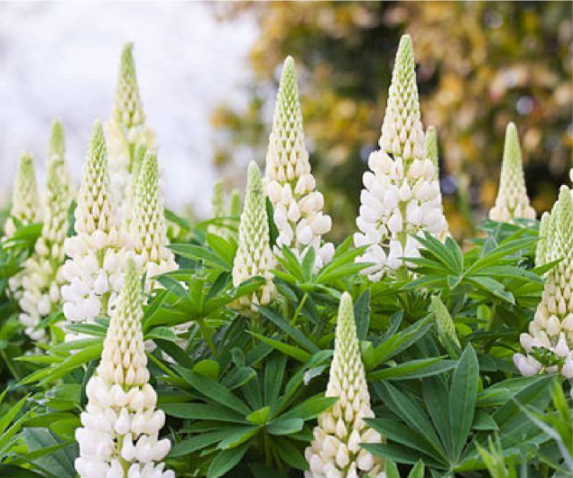 Ein Büschel weißer Lupinenblüten mit grünen Blättern in einem Garten mit unscharfem Hintergrund.