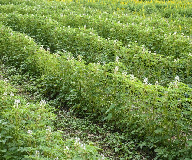 Ein breites Feld mit Reihen von Pflanzen mit weißen Blüten und grünen Blättern, umgeben von gelben Blumen im Hintergrund.