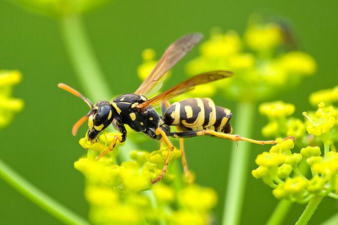 A close-up of a wasp with black and yellow stripes sitting on a yellow flower.