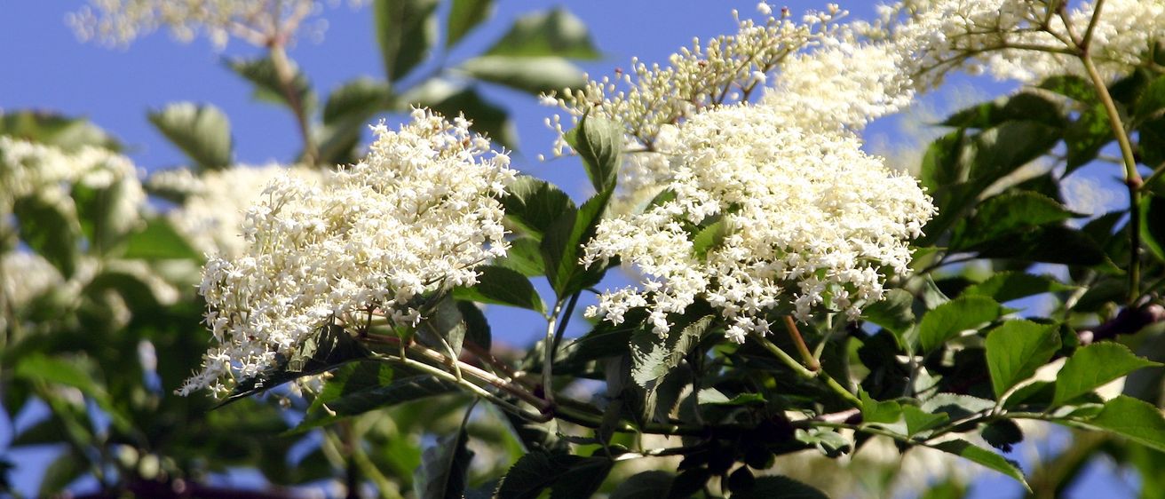 Bild enthält, Flower, Plant, Apiaceae
