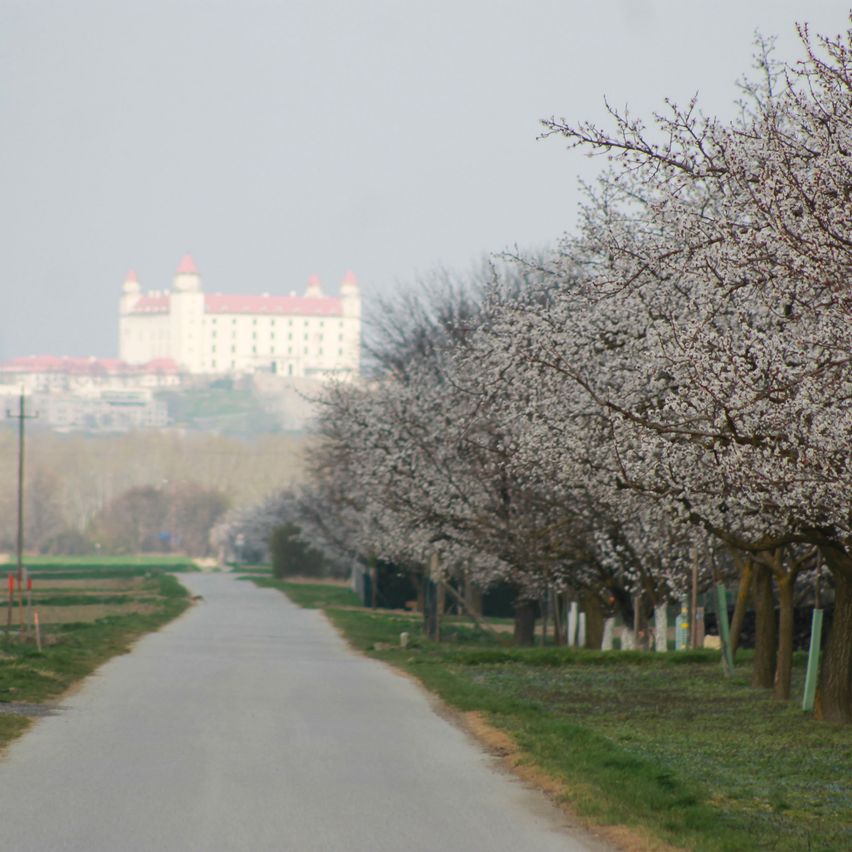Bild enthält, Grass, Nature, Outdoors, Weather, Flower, Road, Building, City, Tarmac, Path