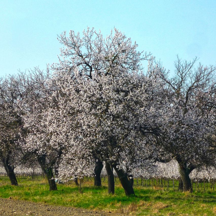 Bild enthält, Plant, Vegetation, Flower, Tree, Outdoors, Cherry Blossom, Tree Trunk