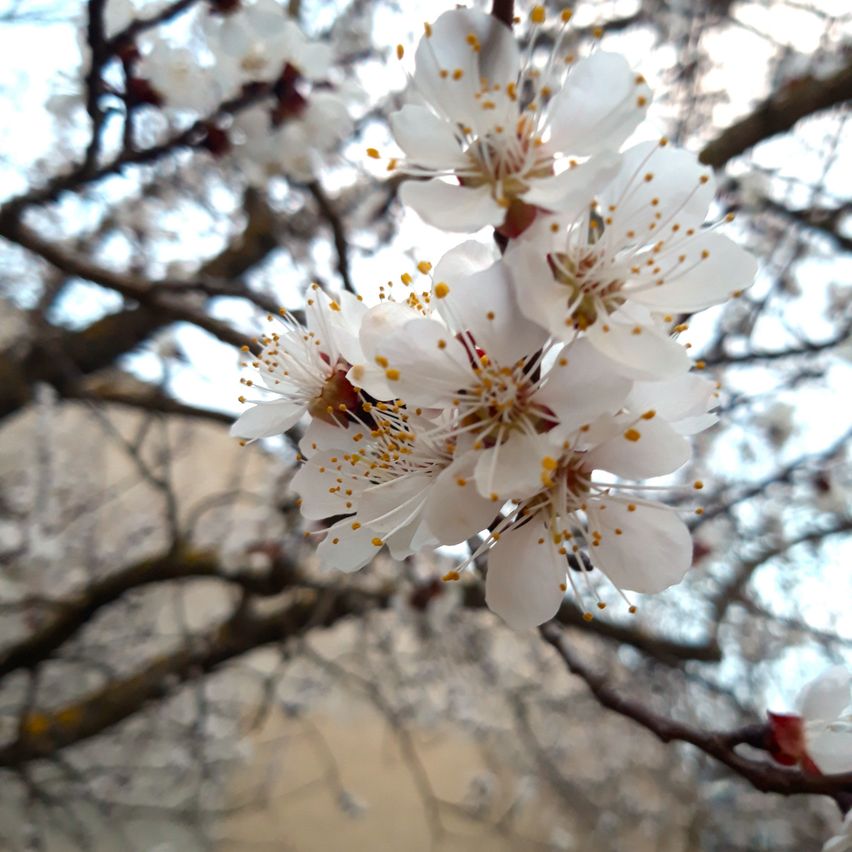 Bild enthält, Flower, Plant, Pollen, Petal, Cherry Blossom