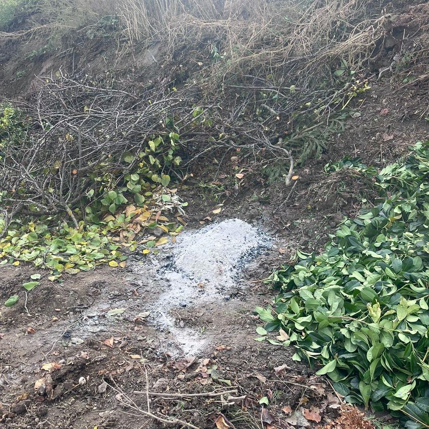 Ein Erdfleck mit verstreuten Ästen und Blättern. Eine weiße Substanz scheint ein chemischer Austritt zu sein.