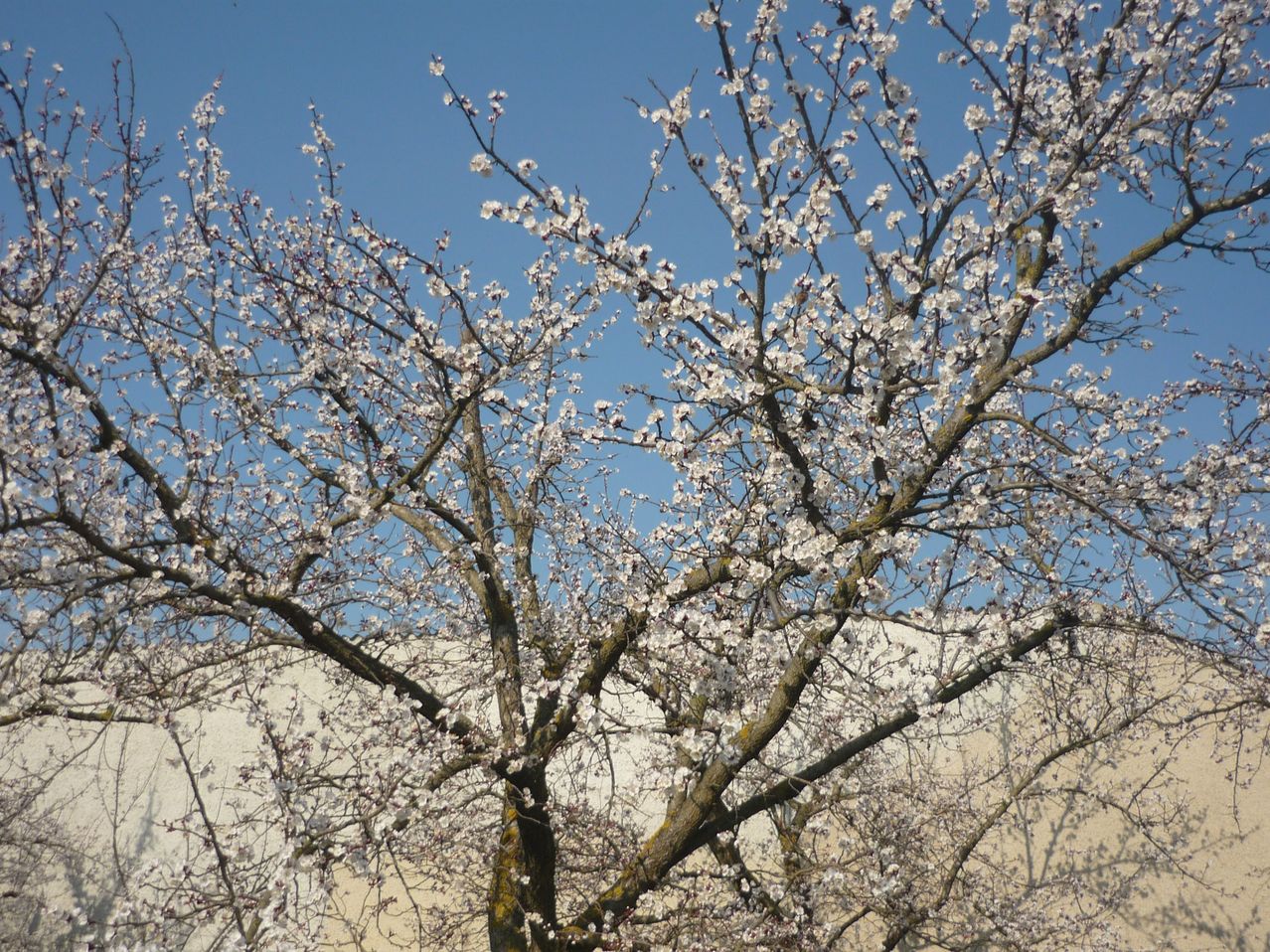 Ein Baum mit zahlreichen weißen Blüten ist vor blauem Himmel dargestellt. Die Äste sind etwas kahl, aber viele Blüten sind in voller Blüte.