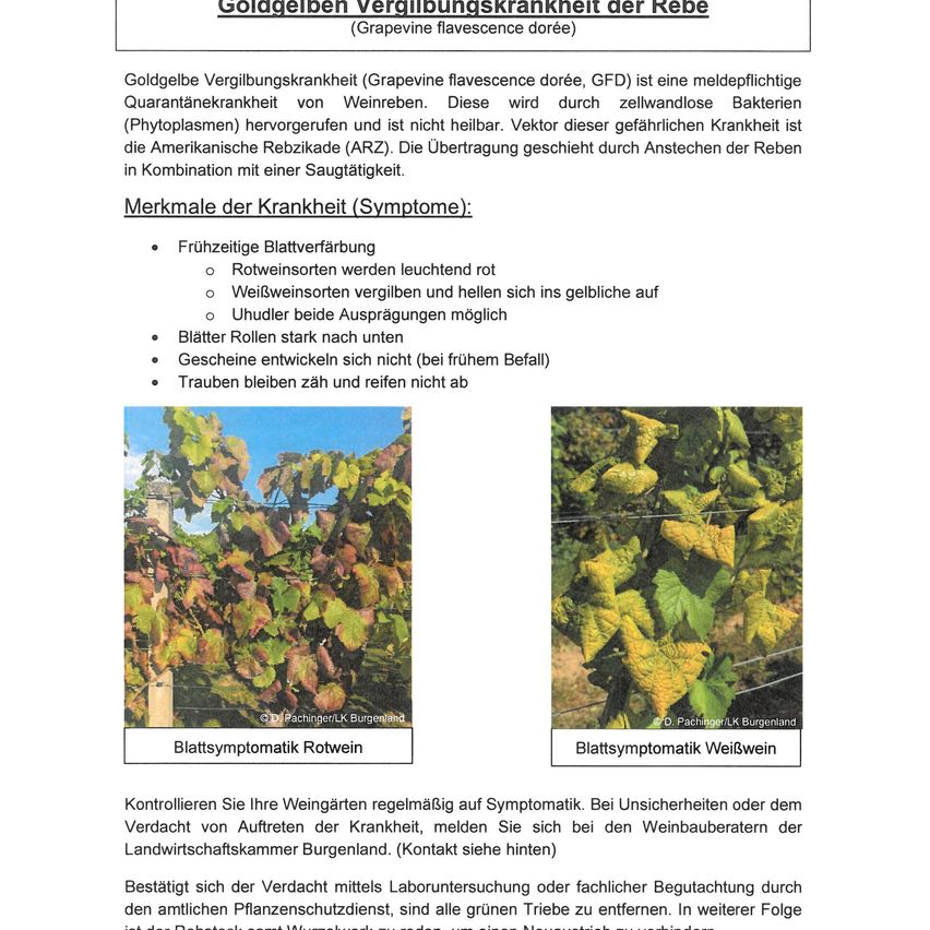 Goldgelbe Vergilbungskrankheit (Grapevine flavescence dorée, GFD) ist eine meldepflichtige Quarantänekrankheit von Weinreben. Sie wird durch zellwandlose Bakterien (Phytoplasmen) hervorgerufen und ist nicht heilbar.