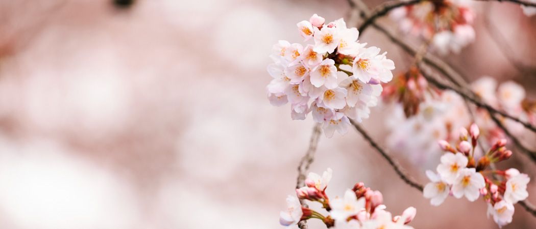 A close-up view of a cluster of cherry blossoms with pink petals and yellow centers. The branches are bare with a blurred background.