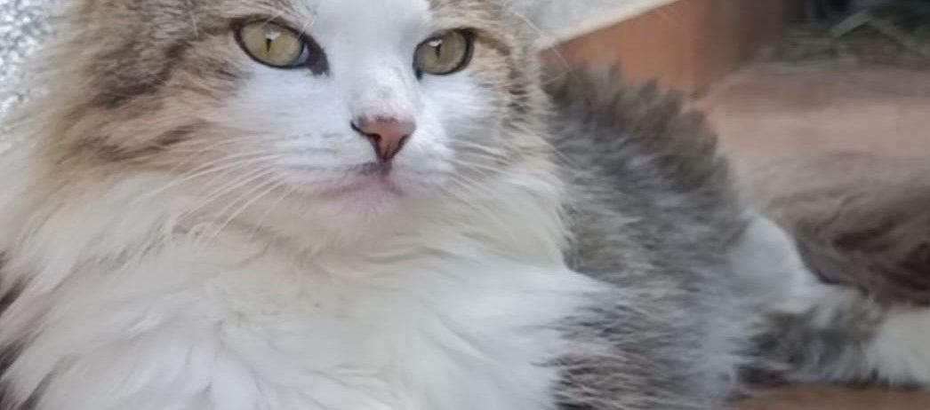 Bild enthält, Animal, Cat, Kitten, Mammal, Pet, Angora