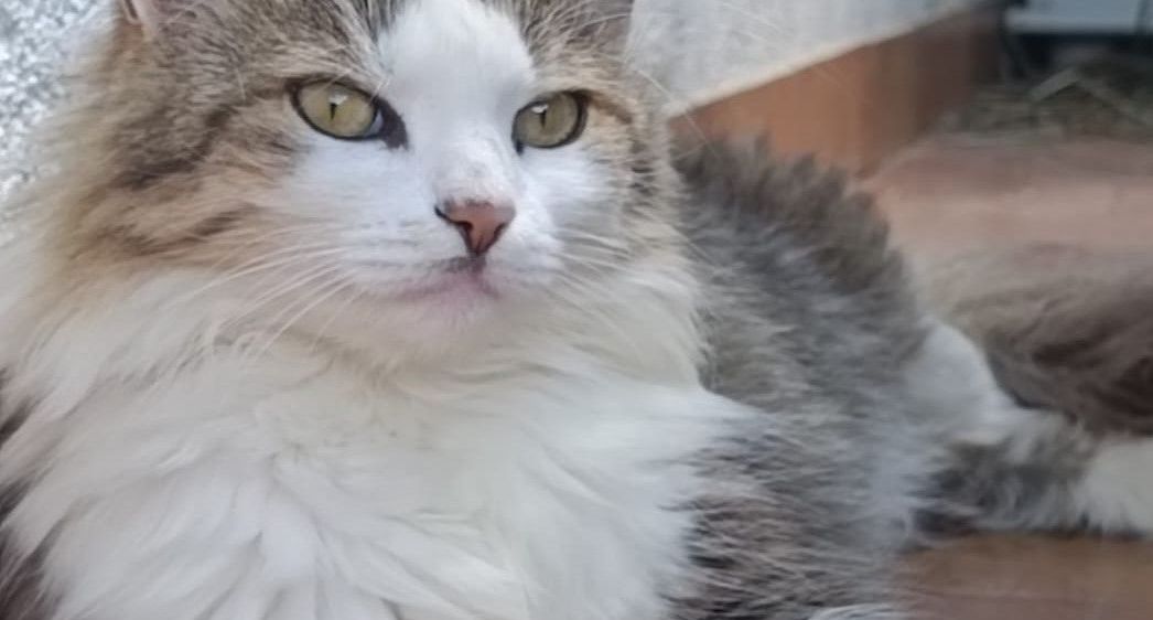 Bild enthält, Animal, Cat, Kitten, Mammal, Pet, Angora