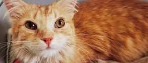 Bild enthält, Drawer, Furniture, Animal, Cat, Mammal, Pet, Manx, Box, Kitten