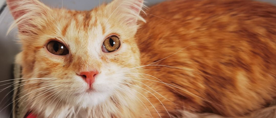 Bild enthält, Drawer, Furniture, Animal, Cat, Mammal, Pet, Manx, Box, Kitten