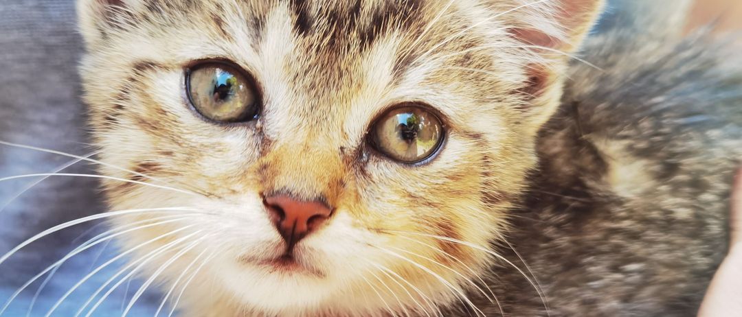 Bild enthält, Animal, Cat, Kitten, Mammal, Pet, Abyssinian