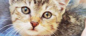 Bild enthält, Animal, Cat, Kitten, Mammal, Pet, Abyssinian