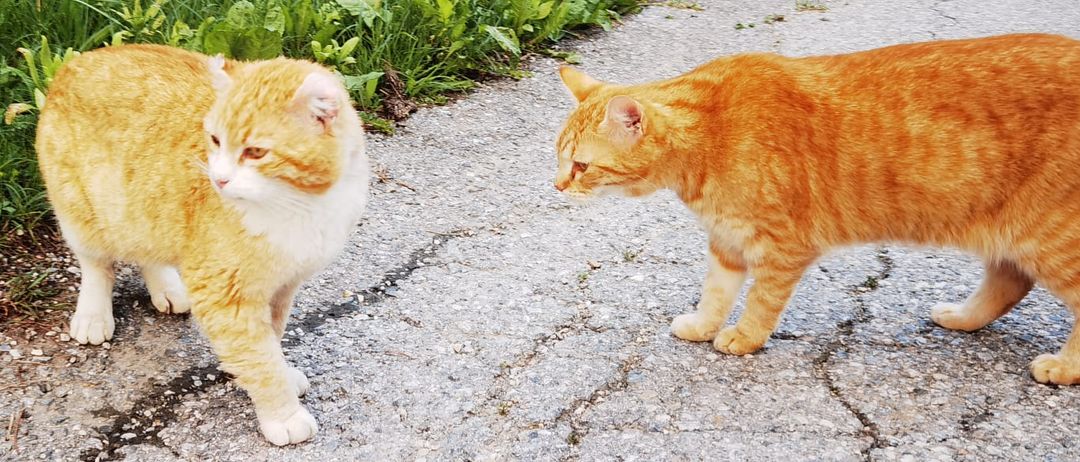 Bild enthält, Cat, Manx, Path, Herbal, Grass, Road, City, Street, Vegetation, Walkway