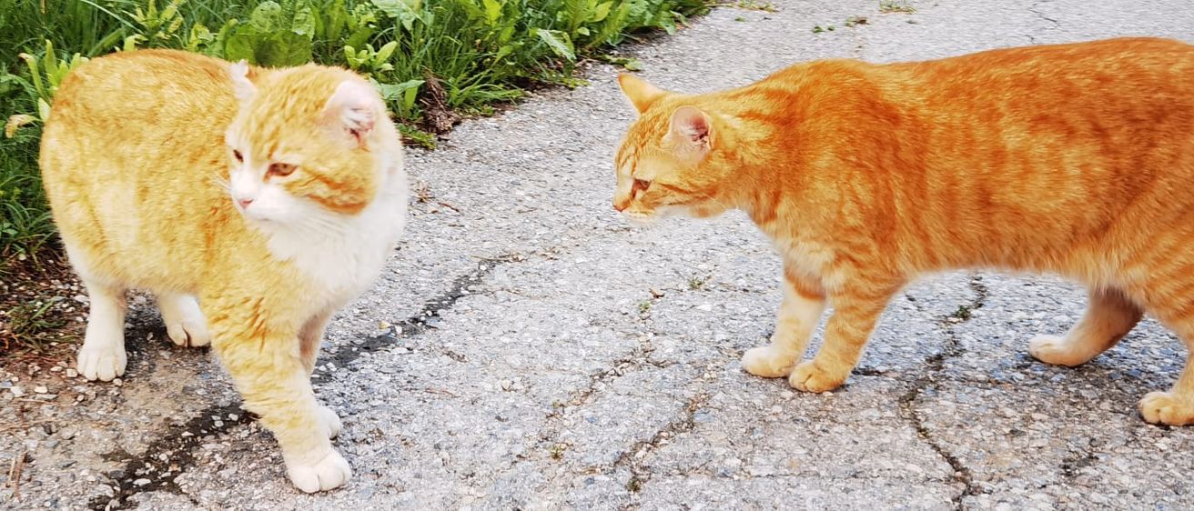 Bild enthält, Cat, Manx, Path, Herbal, Grass, Road, City, Street, Vegetation, Walkway