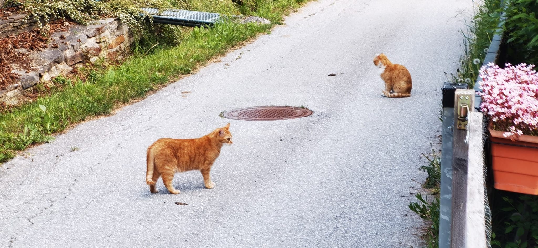 Bild enthält, City, Road, Street, Urban, Potted Plant, Herbal, Path, Cat, Housing, Outdoors