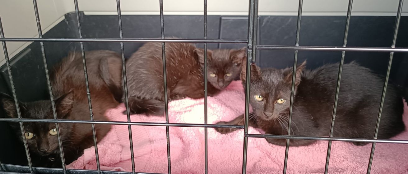 Bild enthält, Den, Indoors, Animal, Cat, Mammal, Pet, Cage, Kitten