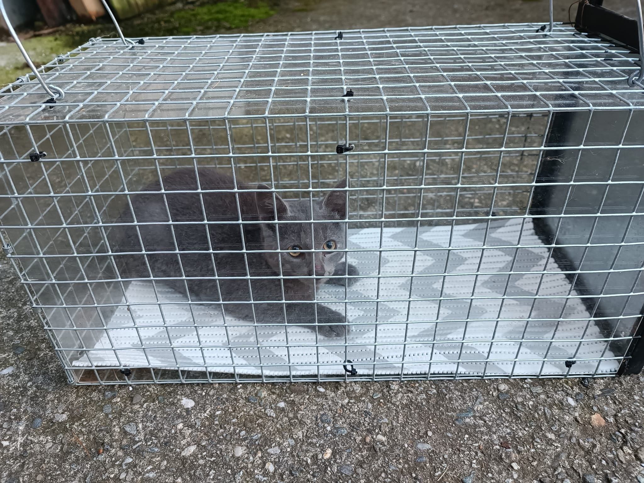 Bild enthält, Cage, Animal, Cat, Mammal, Pet, Bird