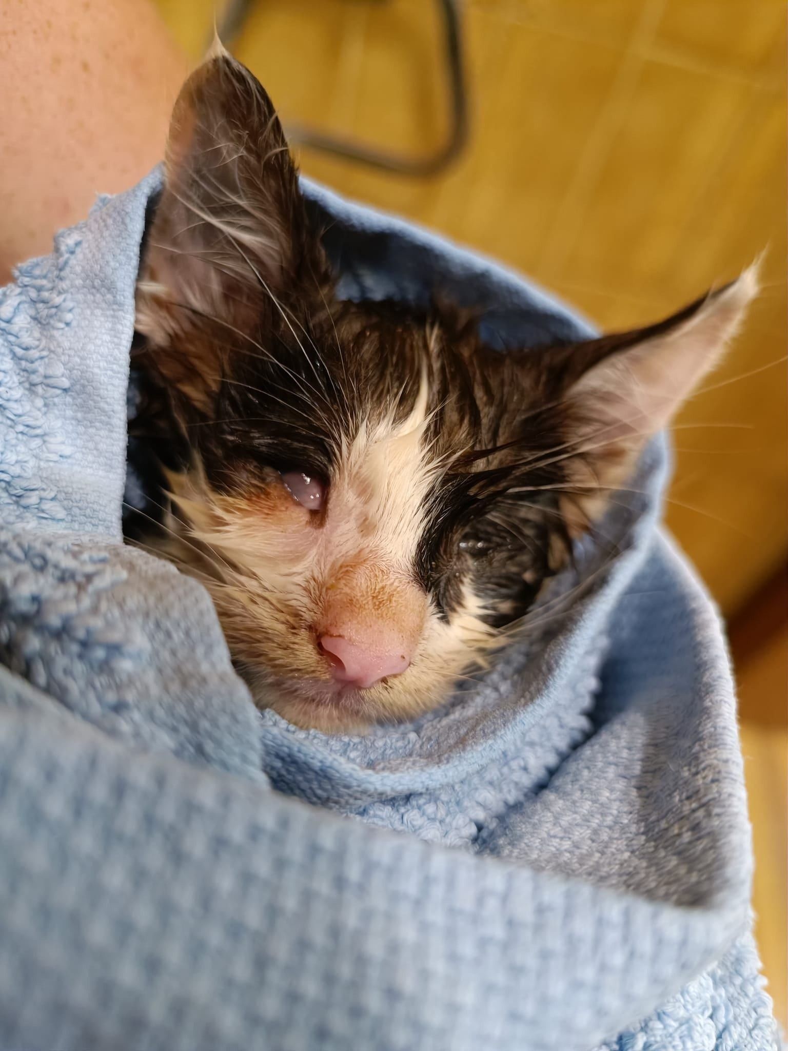 Bild enthält, Blanket, Animal, Cat, Mammal, Pet, Kitten