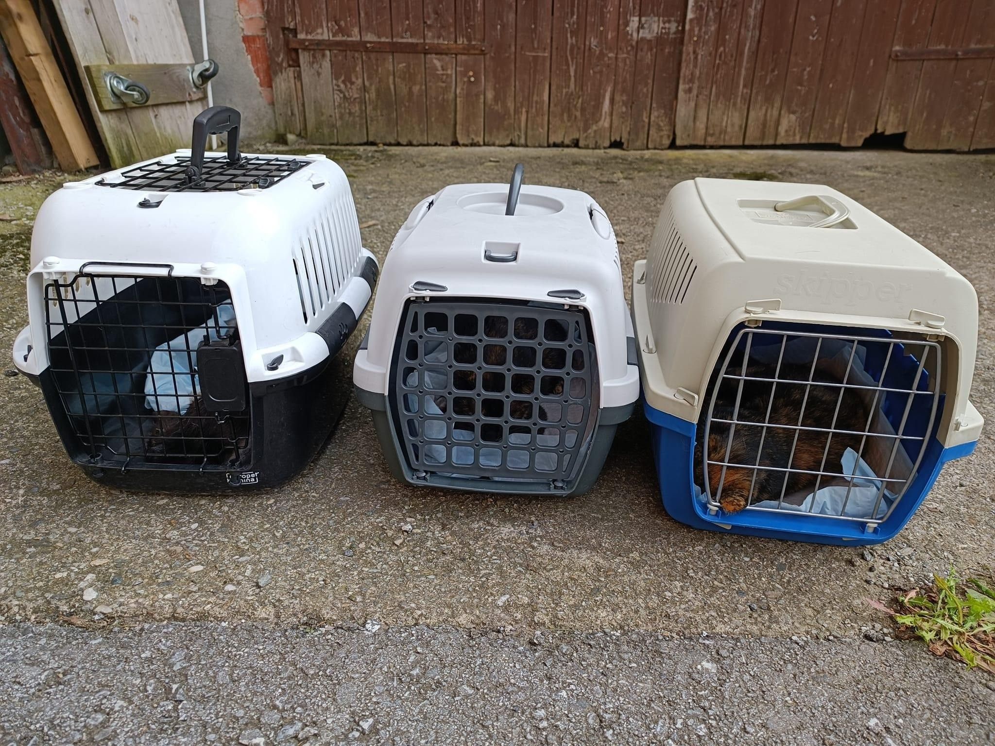 Bild enthält, Den, Indoors, Cage, Canine, Dog, Mammal, Pet, Lawn Mower, Plant, Tool