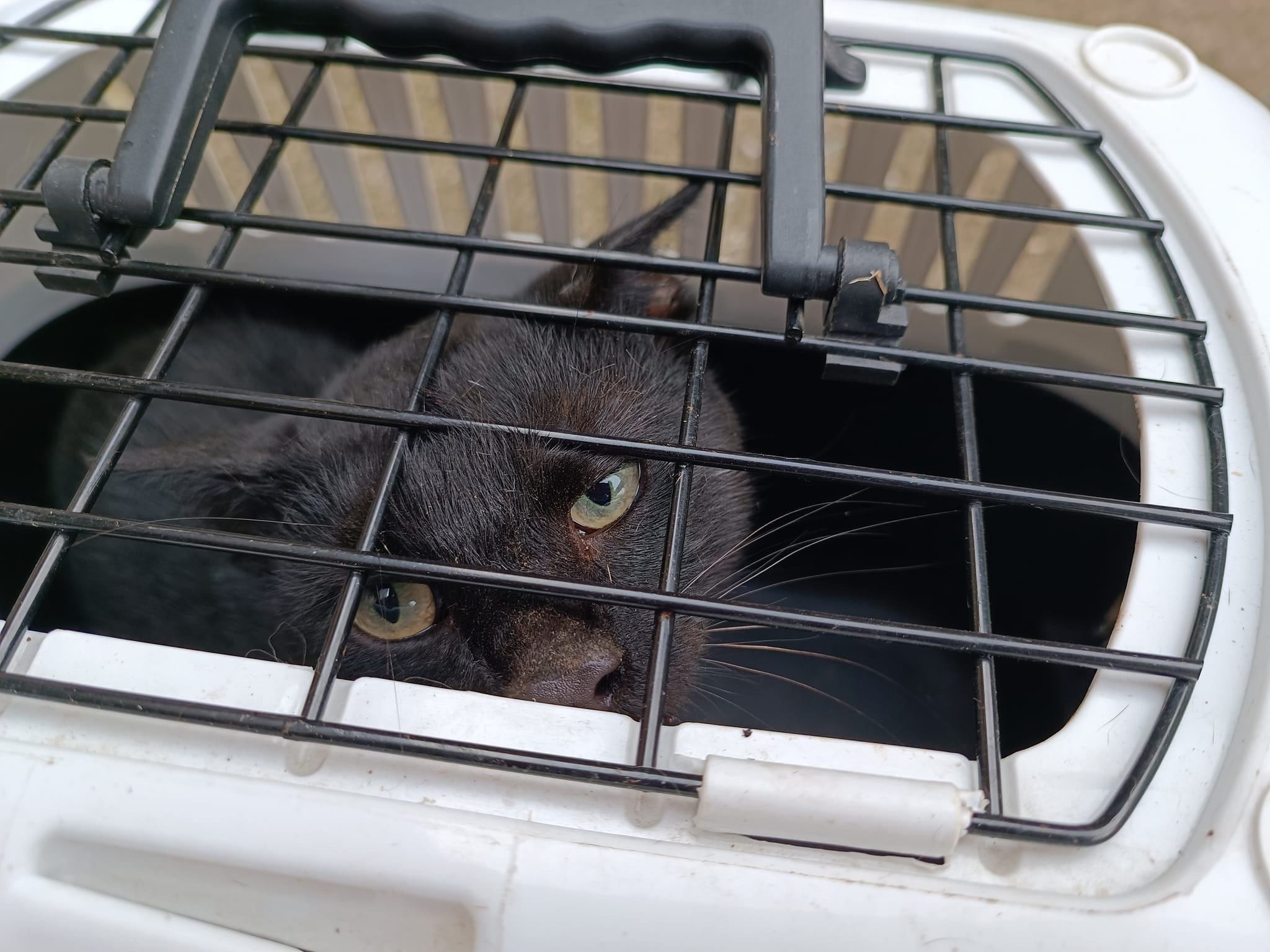 Bild enthält, Cage, Animal, Mammal, Rat, Rodent, Cat, Pet