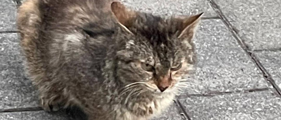 Bild enthält, Path, Slate, Animal, Cat, Mammal, Manx, Pet, Road, City, Kitten