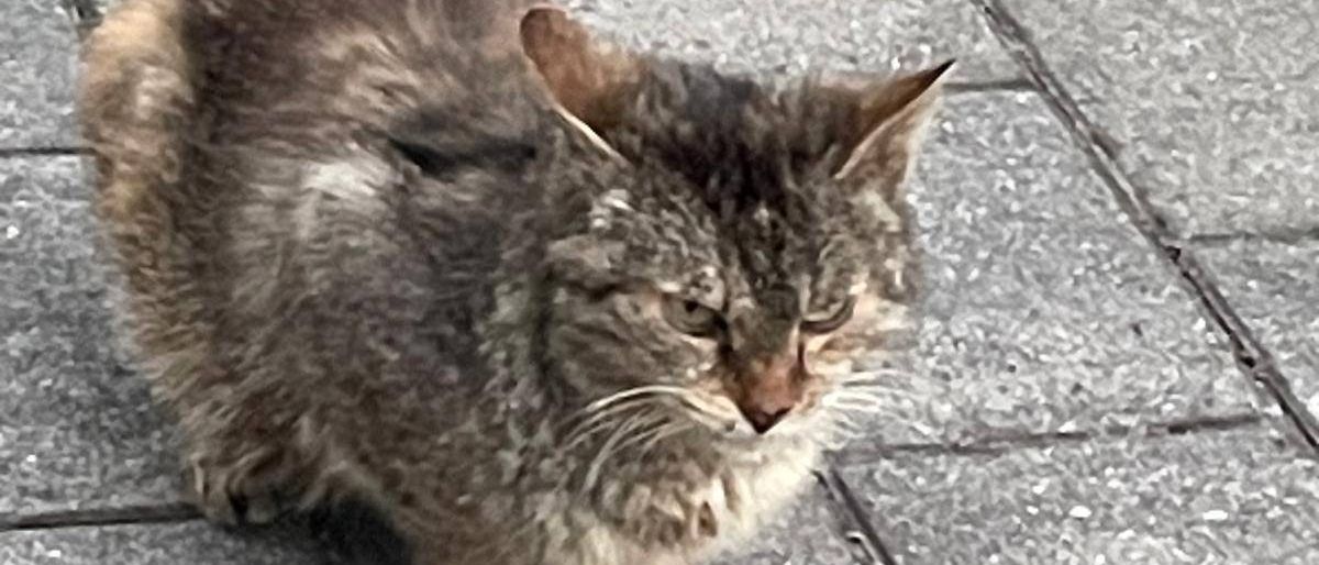 Bild enthält, Path, Slate, Animal, Cat, Mammal, Manx, Pet, Road, City, Kitten