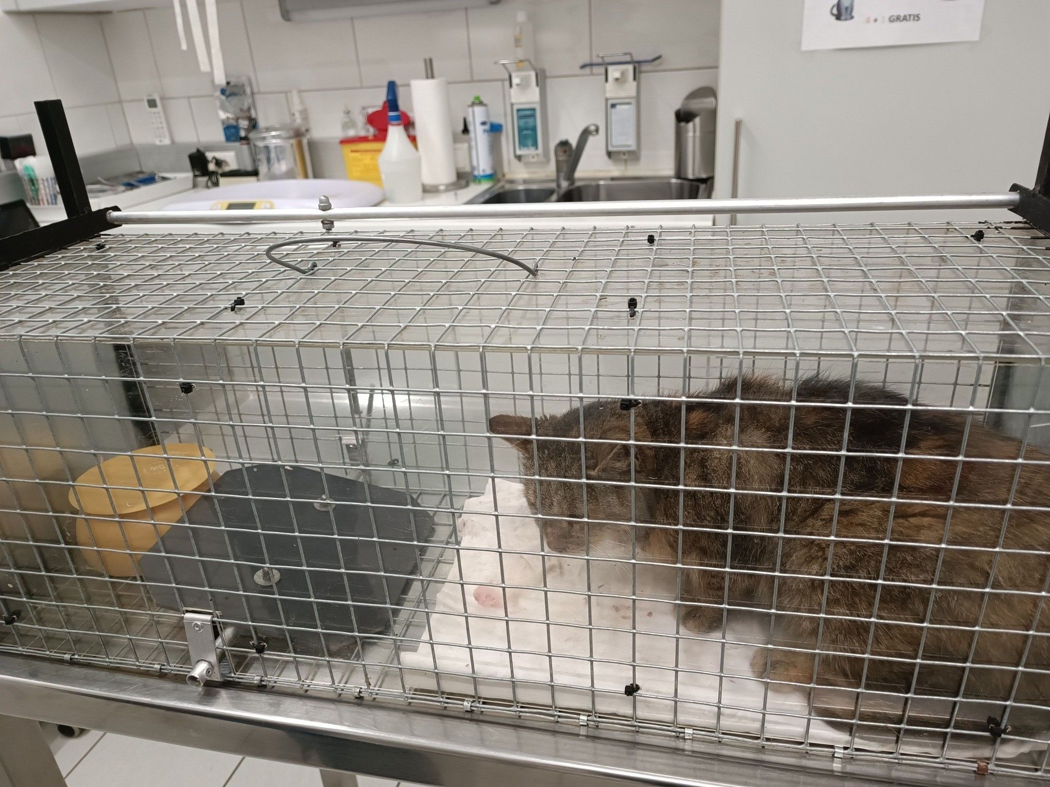 Bild enthält, Cage, Animal, Cat, Mammal, Pet, Sink, Sink Faucet
