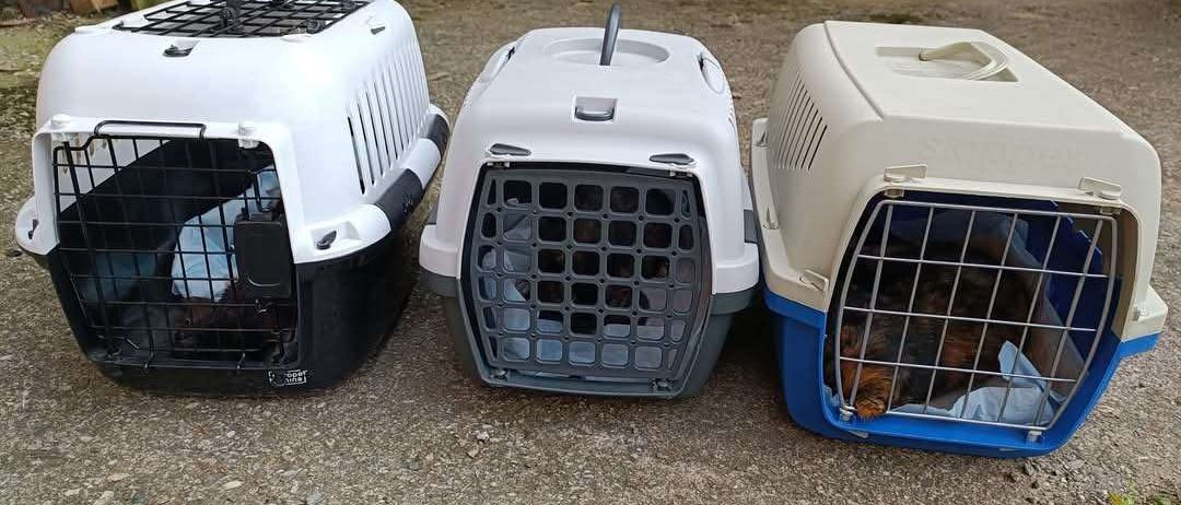 Drei Haustiertransportboxen auf einem Schotterboden neben einem Holzzaun. Eine ist offen und ein Hund ist drinnen.