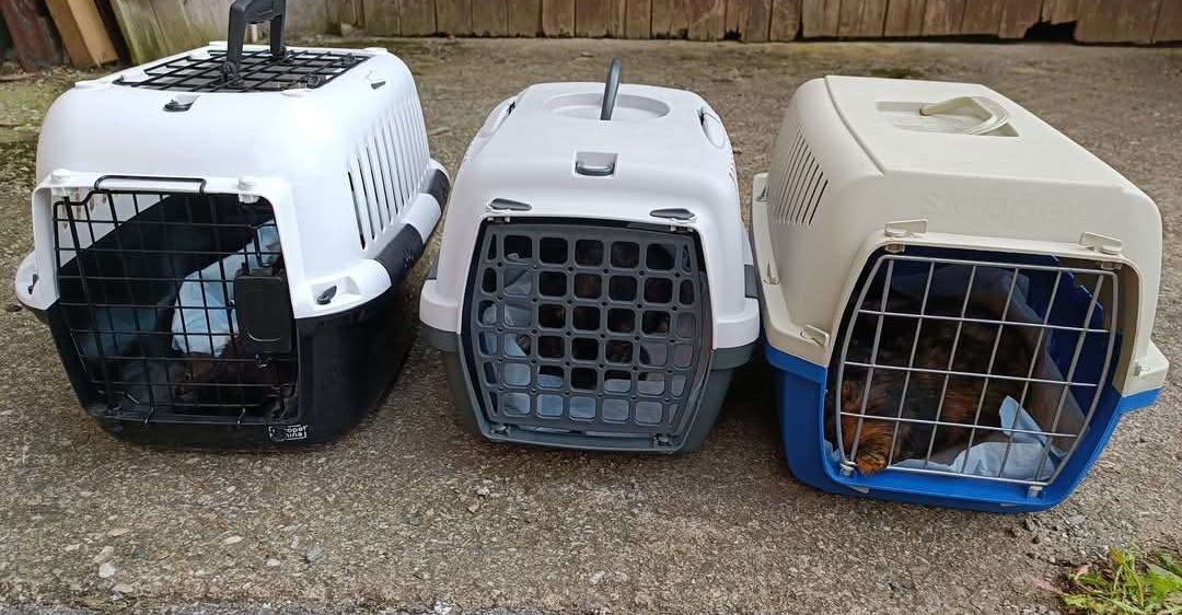 Drei Haustiertransportboxen auf einem Schotterboden neben einem Holzzaun. Eine ist offen und ein Hund ist drinnen.