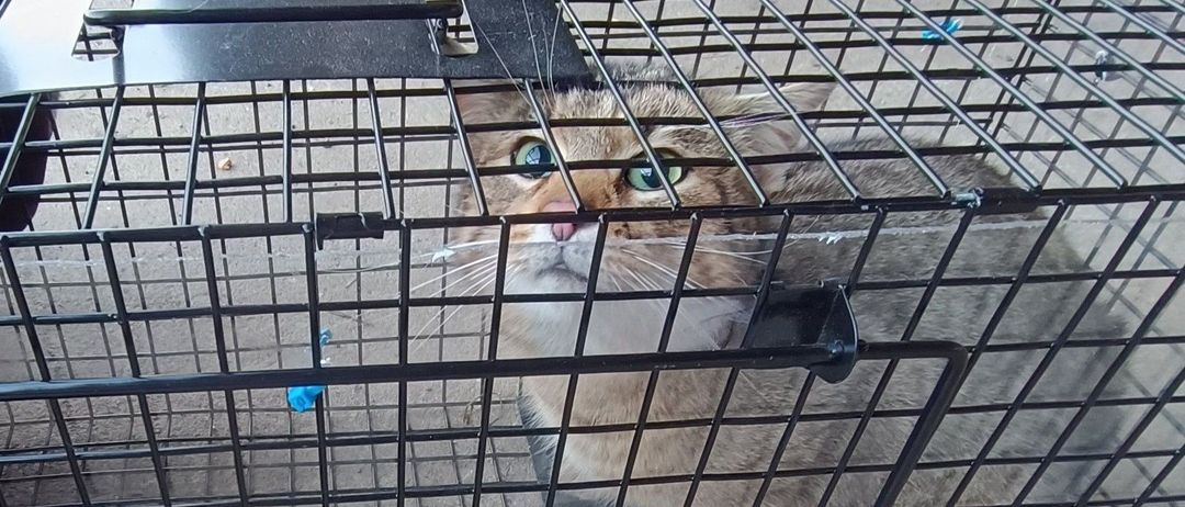 Eine Katze mit grünen Augen und einem weißen Fleck auf der Brust befindet sich in einem schwarzen Metallkäfig und ruht auf dem Boden.