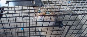 Eine Katze mit grünen Augen und einem weißen Fleck auf der Brust befindet sich in einem schwarzen Metallkäfig und ruht auf dem Boden.