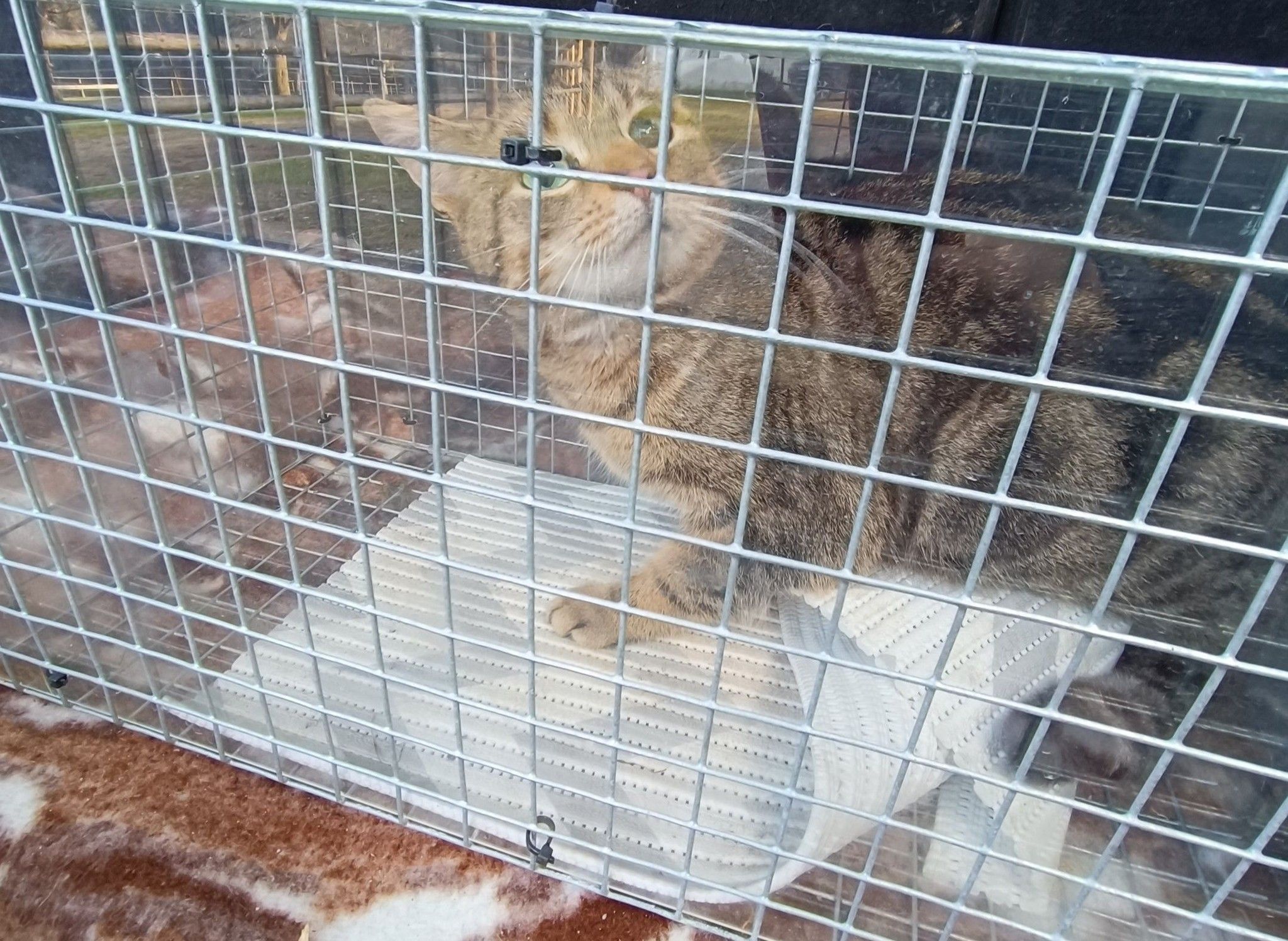 Eine Katze in einem Drahtkäfig mit grünen Augen, die einen Anhänger trägt, sitzt in einem Fahrzeug. Der Käfig ist mit einem weißen Laken bedeckt.