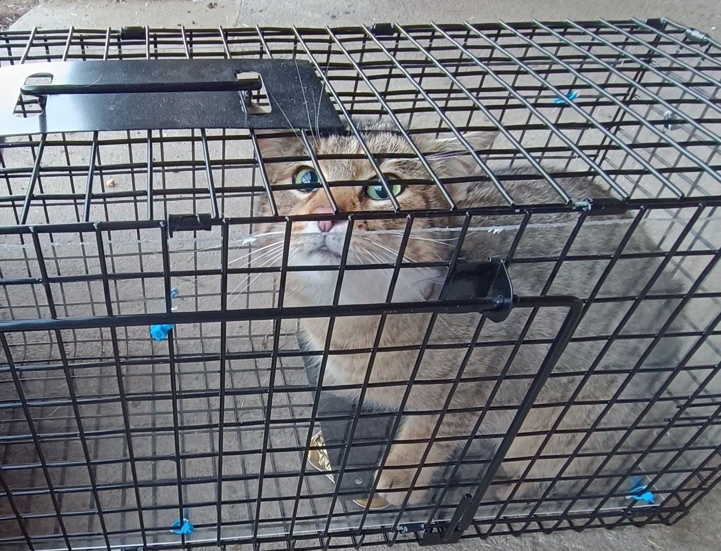 Eine Katze mit grünen Augen befindet sich in einem schwarzen Metallkäfig mit einer Tür. Die Katze sitzt auf dem Boden des Käfigs.