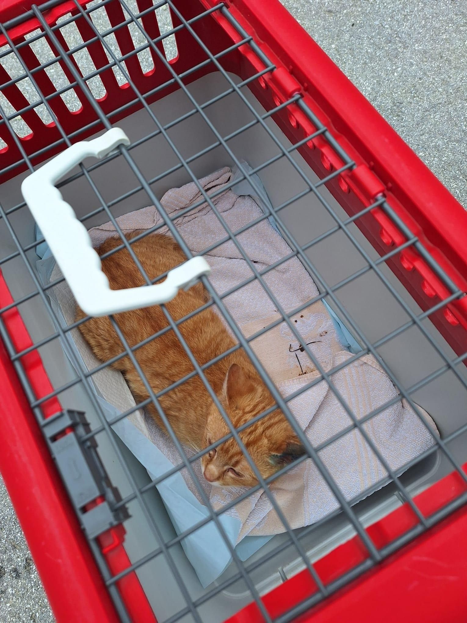 Eine orange Katze liegt in einem roten Käfig mit weißem Griff. Sie liegt auf einem gefalteten Tuch, wahrscheinlich ruhend. Der Käfig hat ein Metallgitter.