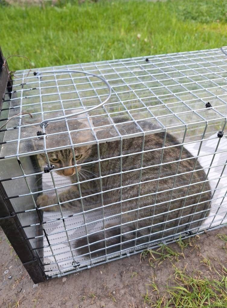 Eine Katze befindet sich in einem Drahtkäfig mit durchsichtiger Abdeckung auf dem Boden, möglicherweise zum Einfangen oder Transportieren.