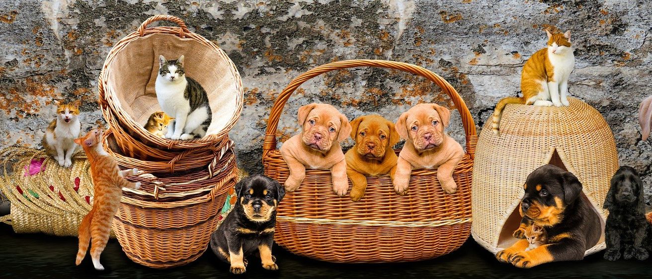 Drei Welpen in einem Korb mit einer Steinmauer im Hintergrund. Ein schwarzer Welpe sitzt außerhalb des Korbes.