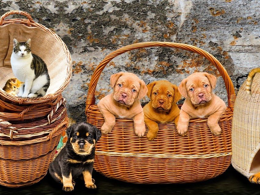 Drei Welpen in einem Korb mit einer Steinmauer im Hintergrund. Ein schwarzer Welpe sitzt außerhalb des Korbes.