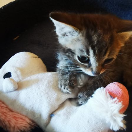 Ein kleines Kätzchen ruht auf einem weißen Kuscheltier und schaut aufmerksam auf etwas vor ihm. Das Kätzchen hat braunes und weißes Fell.