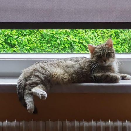 Eine Katze liegt auf einer Fensterbank mit einem Fenster im Hintergrund. Das Fenster ist teilweise von einem Rollo verdeckt.