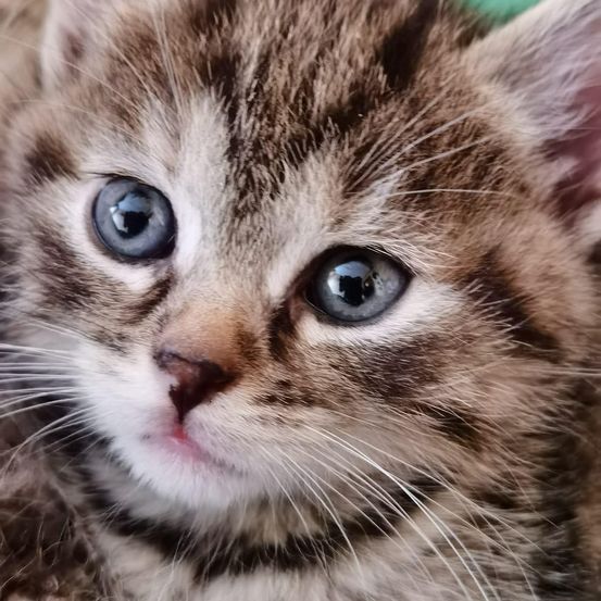 Close-up of a kitten with blue eyes, pink nose, and white whiskers. The kitten's fur is brown and white.