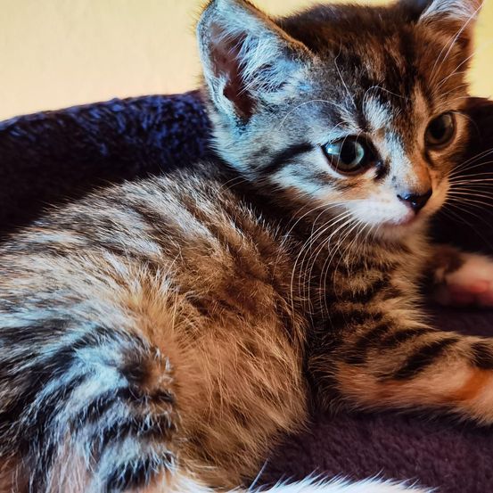 A small kitten with a light brown and black coat is lying on a purple pet bed, gazing intently at the camera.