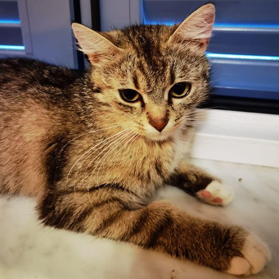 A tabby cat with a white patch on its chest, sitting on a marble surface, looks curiously at the camera. The cat has a black nose and yellow eyes.